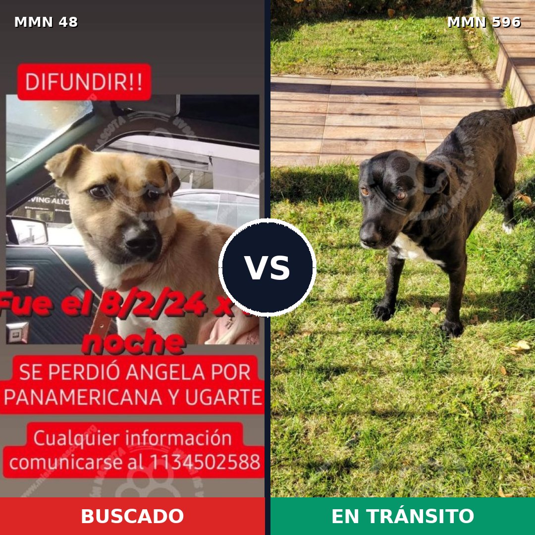 Comparativa MMS 14905: mascota perdida y mascota encontrada, 63% de similitud