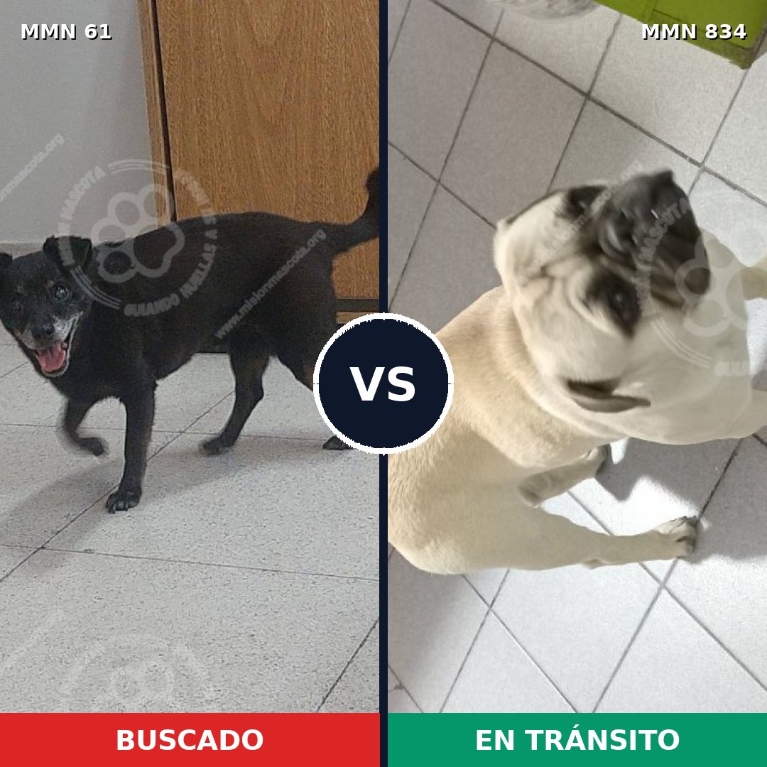 Comparativa MMS 14909: mascota perdida y mascota encontrada, 23% de similitud