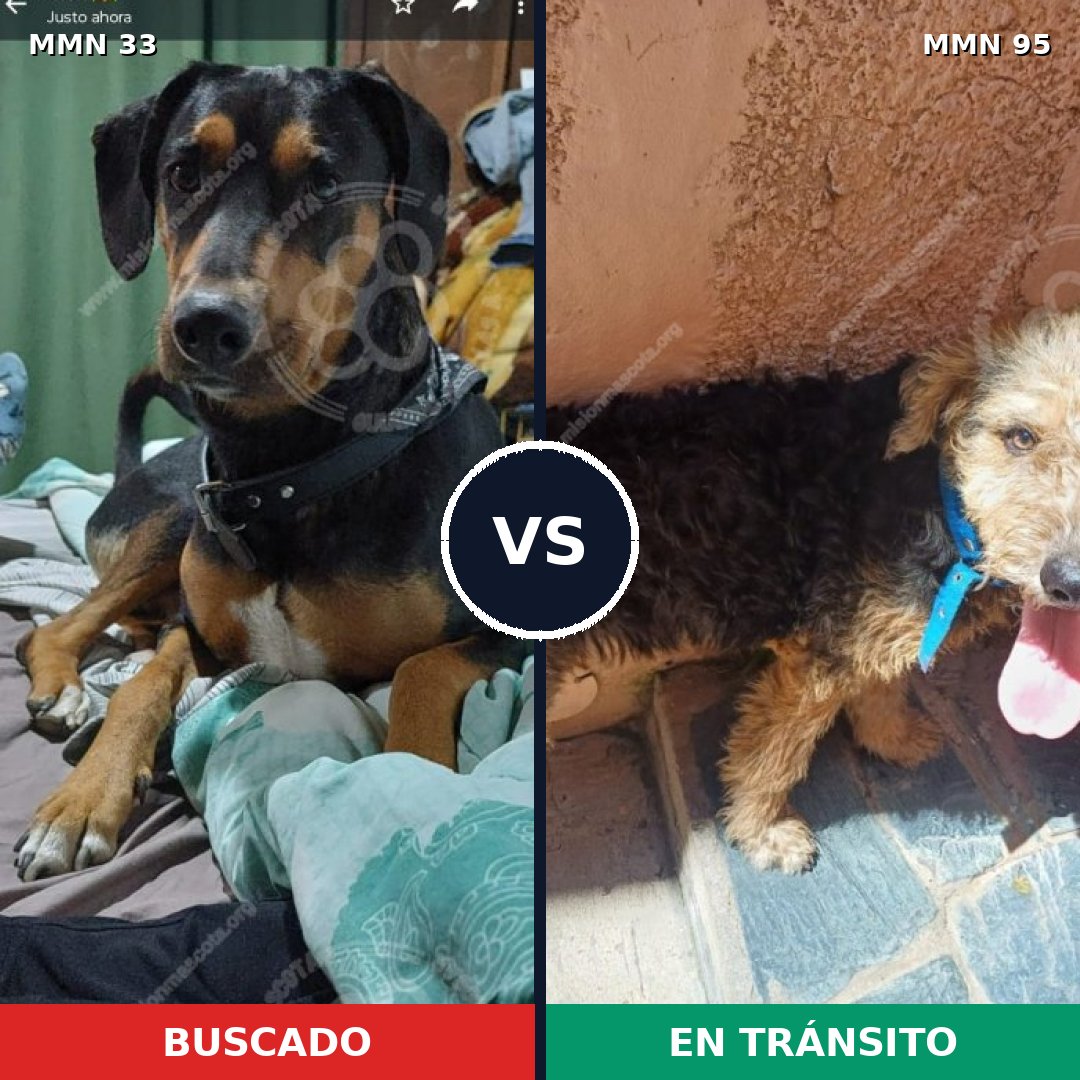 Comparativa MMS 1491: mascota perdida y mascota encontrada, 69% de similitud