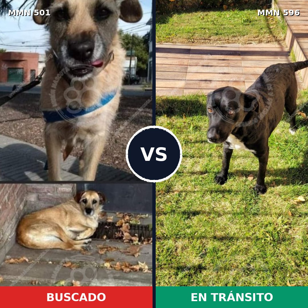 Comparativa MMS 14911: mascota perdida y mascota encontrada, 62% de similitud