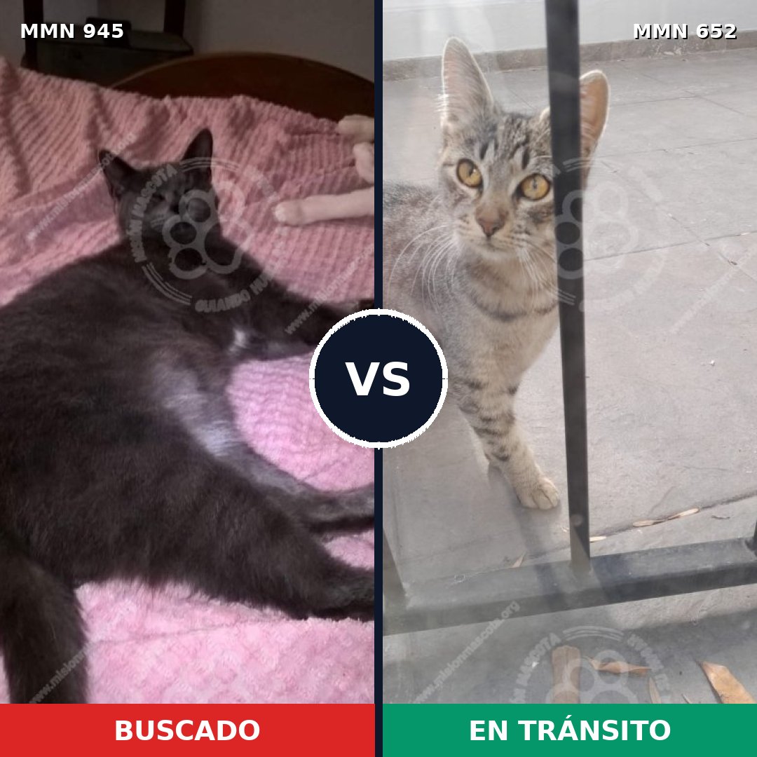 Comparativa MMS 14916: mascota perdida y mascota encontrada, 61% de similitud