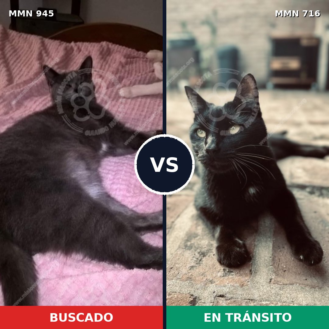 Comparativa MMS 14917: mascota perdida y mascota encontrada, 47% de similitud