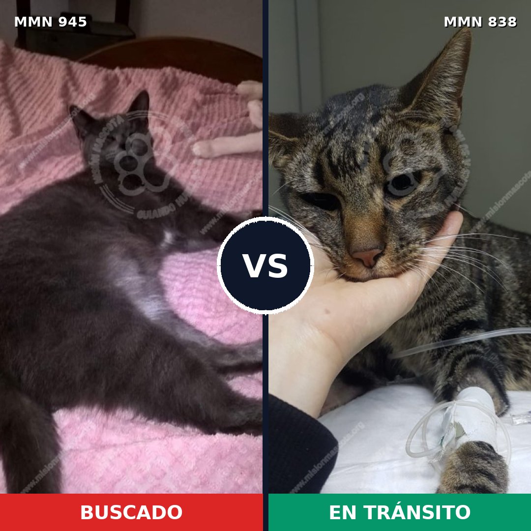 Comparativa MMS 14918: mascota perdida y mascota encontrada, 72% de similitud