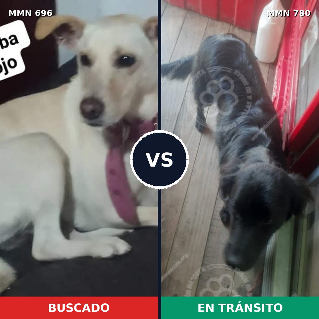 Comparativa MMS 14919: mascota perdida y mascota encontrada, 22% de similitud