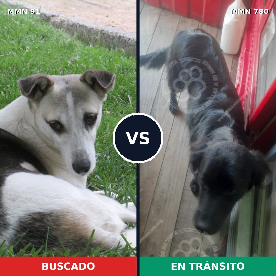Comparativa MMS 14920: mascota perdida y mascota encontrada, 63% de similitud