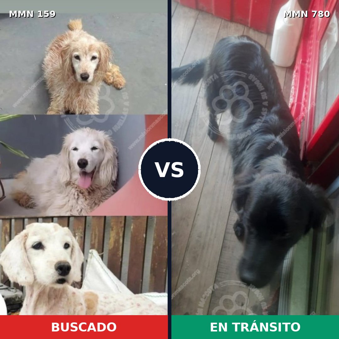 Comparativa MMS 14922: mascota perdida y mascota encontrada, 52% de similitud