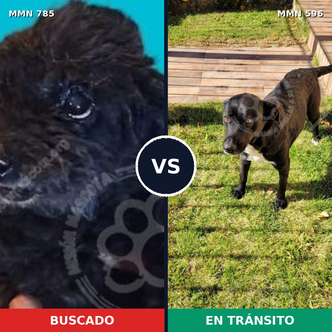 Comparativa MMS 14923: mascota perdida y mascota encontrada, 36% de similitud