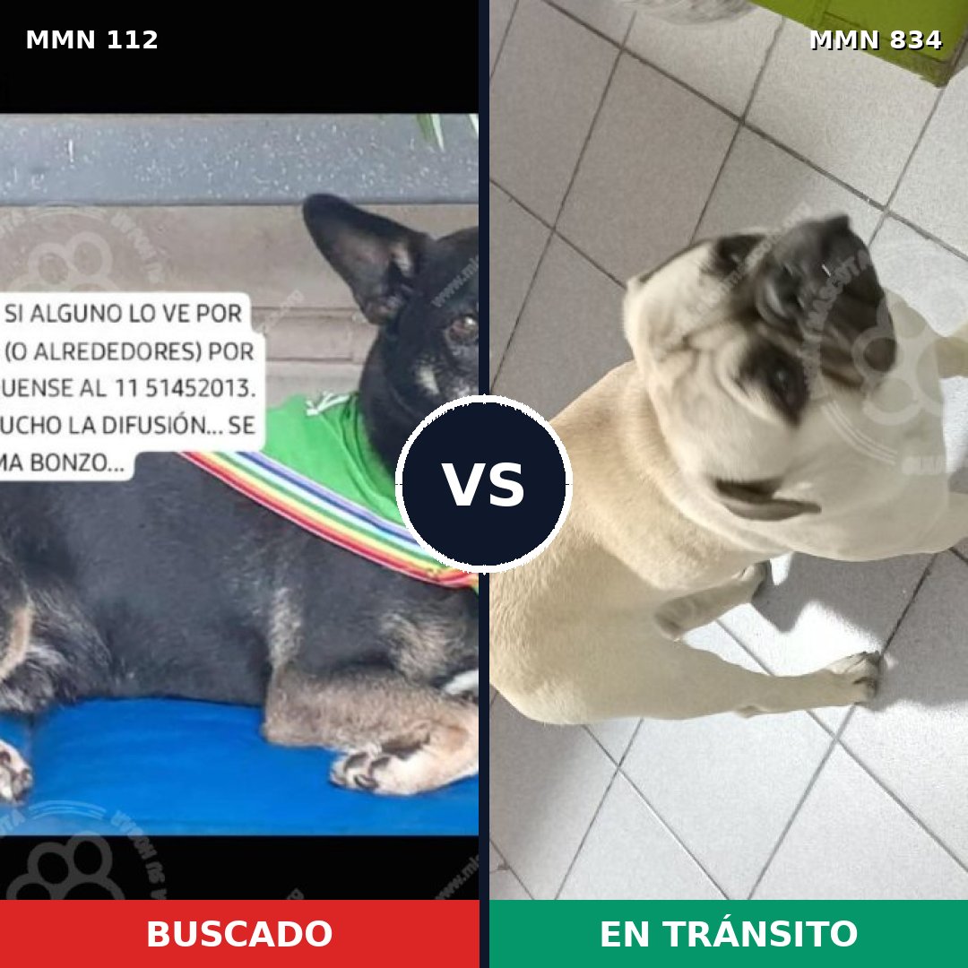 Comparativa MMS 14925: mascota perdida y mascota encontrada, 27% de similitud