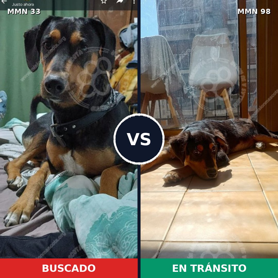 Comparativa MMS 1493: mascota perdida y mascota encontrada, 79% de similitud