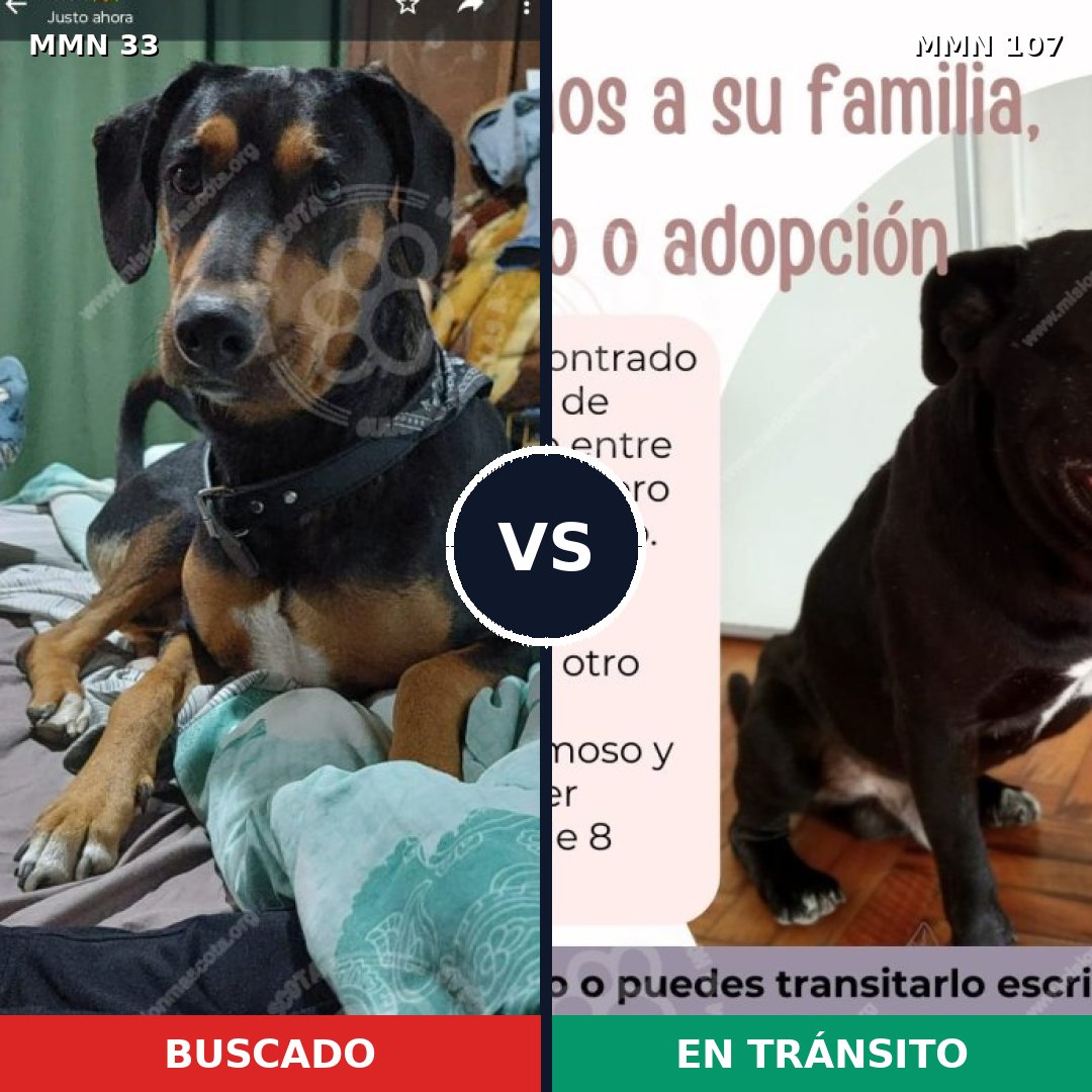 Comparativa MMS 1494: mascota perdida y mascota encontrada, 75% de similitud