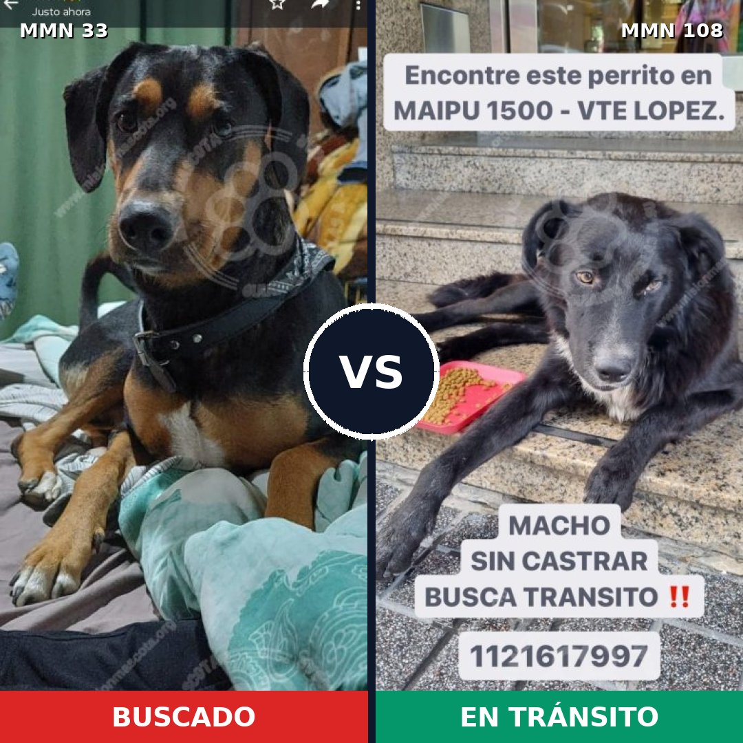 Comparativa MMS 1495: mascota perdida y mascota encontrada, 73% de similitud