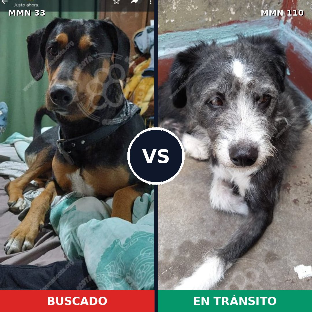 Comparativa MMS 1496: mascota perdida y mascota encontrada, 76% de similitud