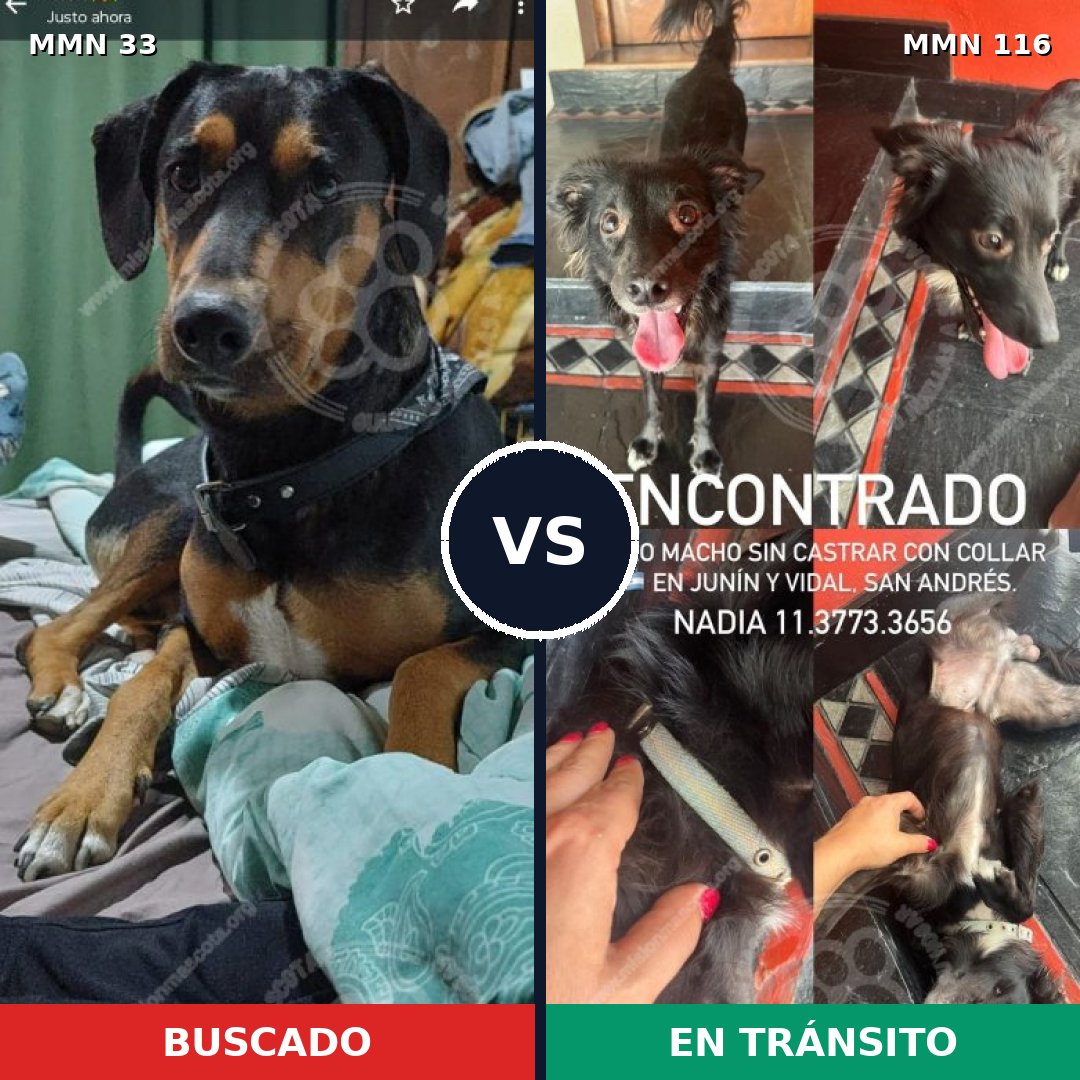 Comparativa MMS 1497: mascota perdida y mascota encontrada, 76% de similitud