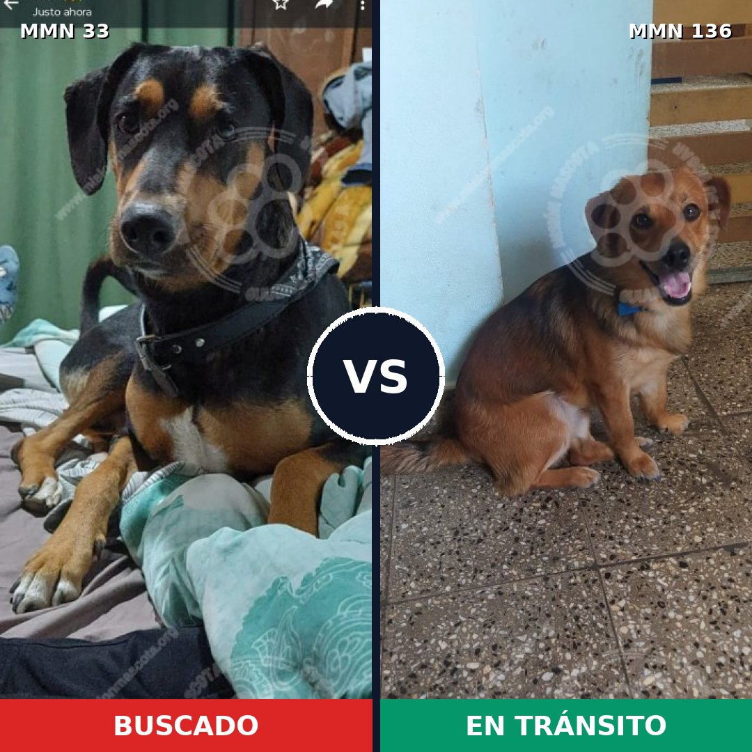 Comparativa MMS 1498: mascota perdida y mascota encontrada, 63% de similitud