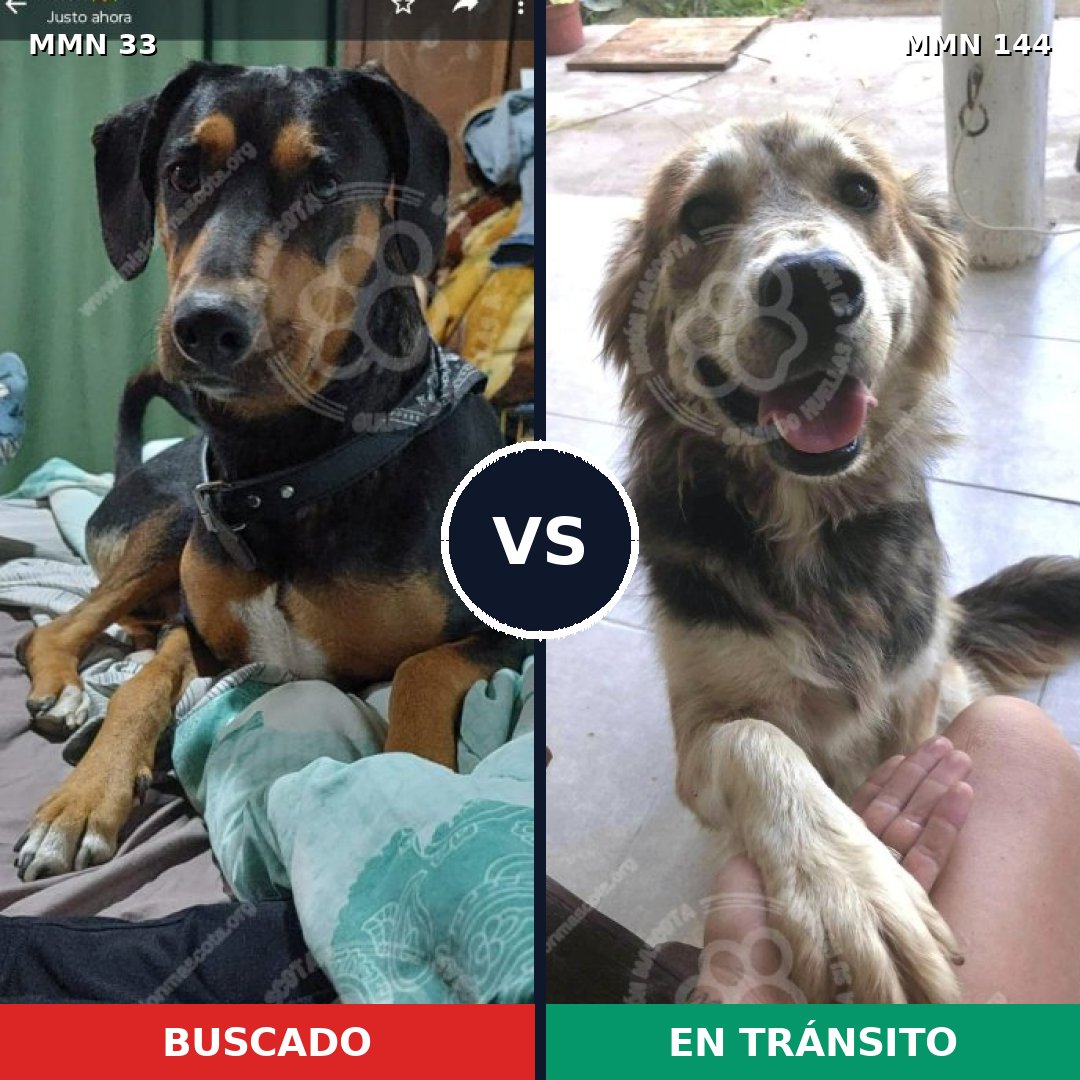 Comparativa MMS 1499: mascota perdida y mascota encontrada, 65% de similitud