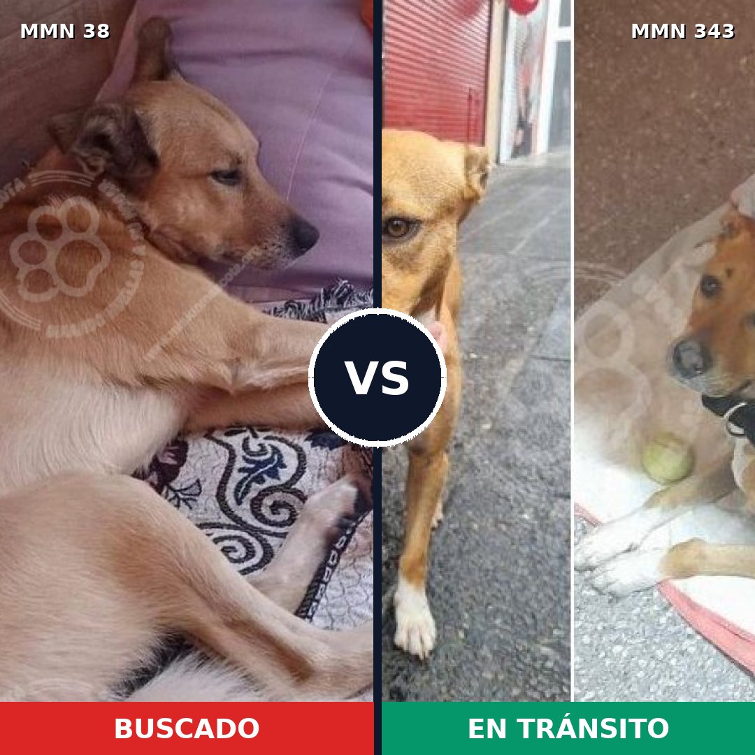 Comparativa MMS 150: mascota perdida y mascota encontrada, 67% de similitud
