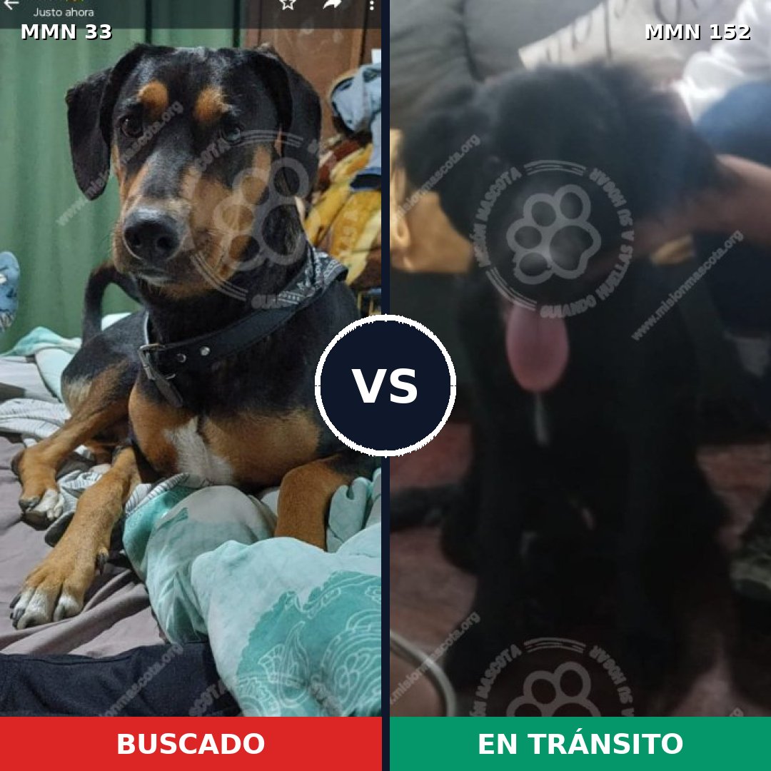 Comparativa MMS 1500: mascota perdida y mascota encontrada, 75% de similitud