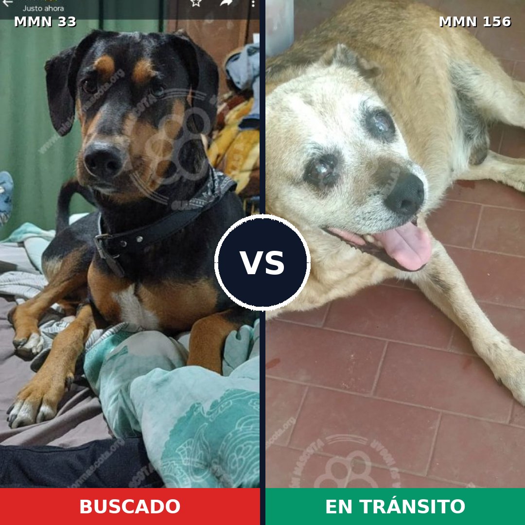 Comparativa MMS 1501: mascota perdida y mascota encontrada, 67% de similitud
