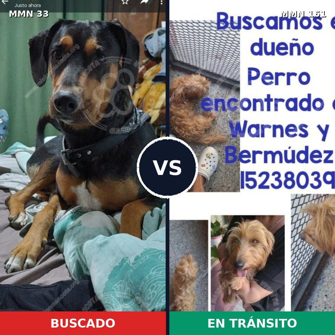 Comparativa MMS 1502: mascota perdida y mascota encontrada, 69% de similitud
