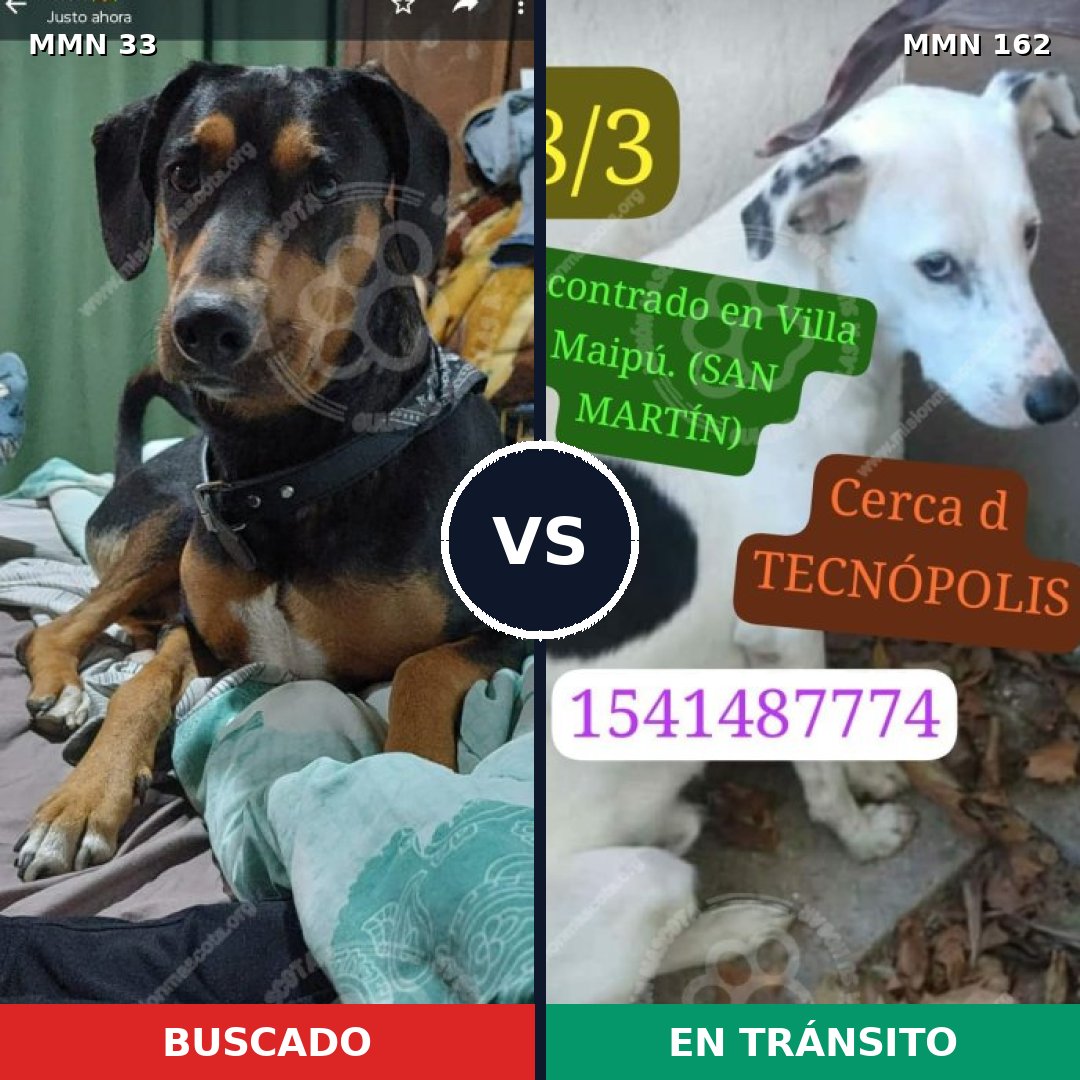 Comparativa MMS 1503: mascota perdida y mascota encontrada, 71% de similitud