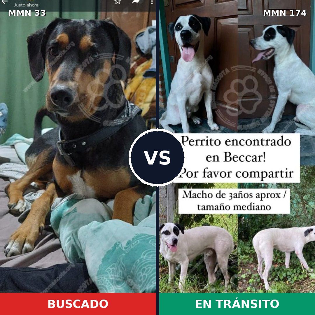 Comparativa MMS 1504: mascota perdida y mascota encontrada, 69% de similitud