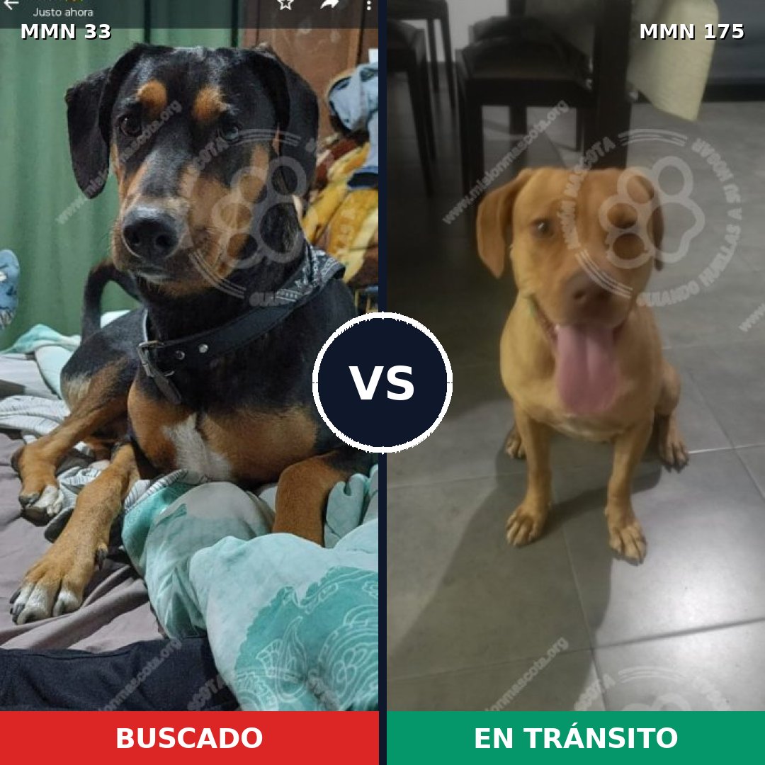 Comparativa MMS 1505: mascota perdida y mascota encontrada, 67% de similitud