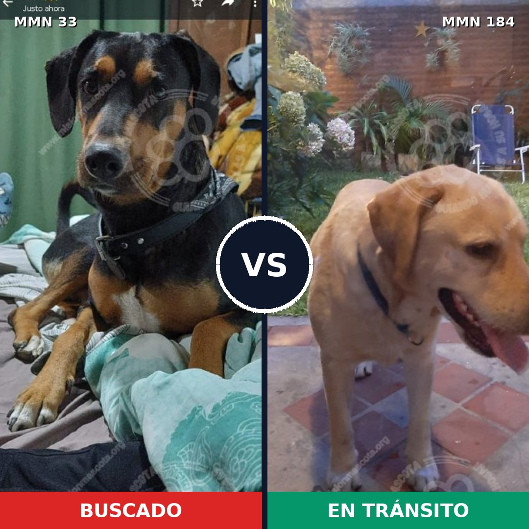 Comparativa MMS 1507: mascota perdida y mascota encontrada, 76% de similitud