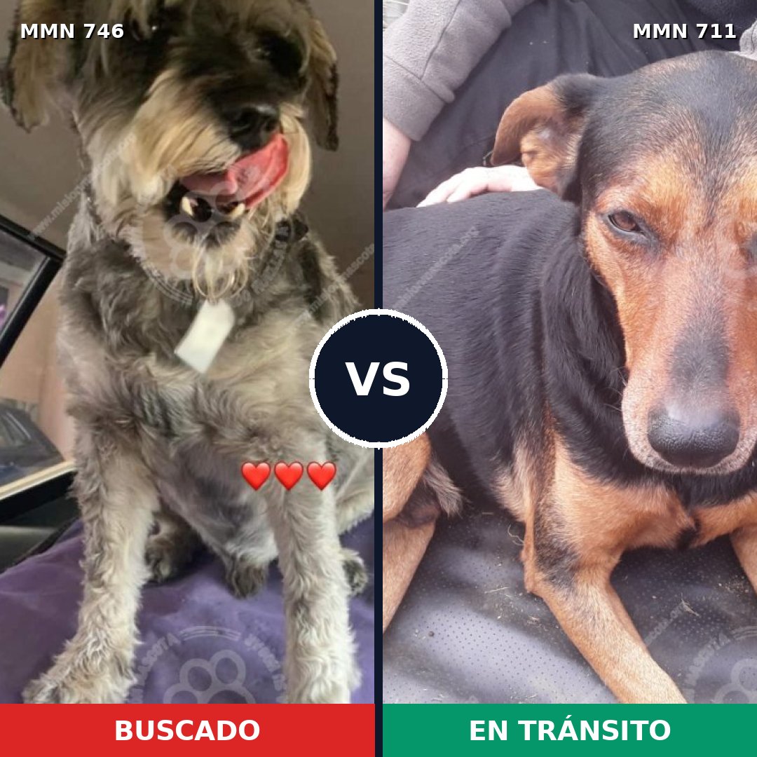 Comparativa MMS 15072: mascota perdida y mascota encontrada, 12% de similitud