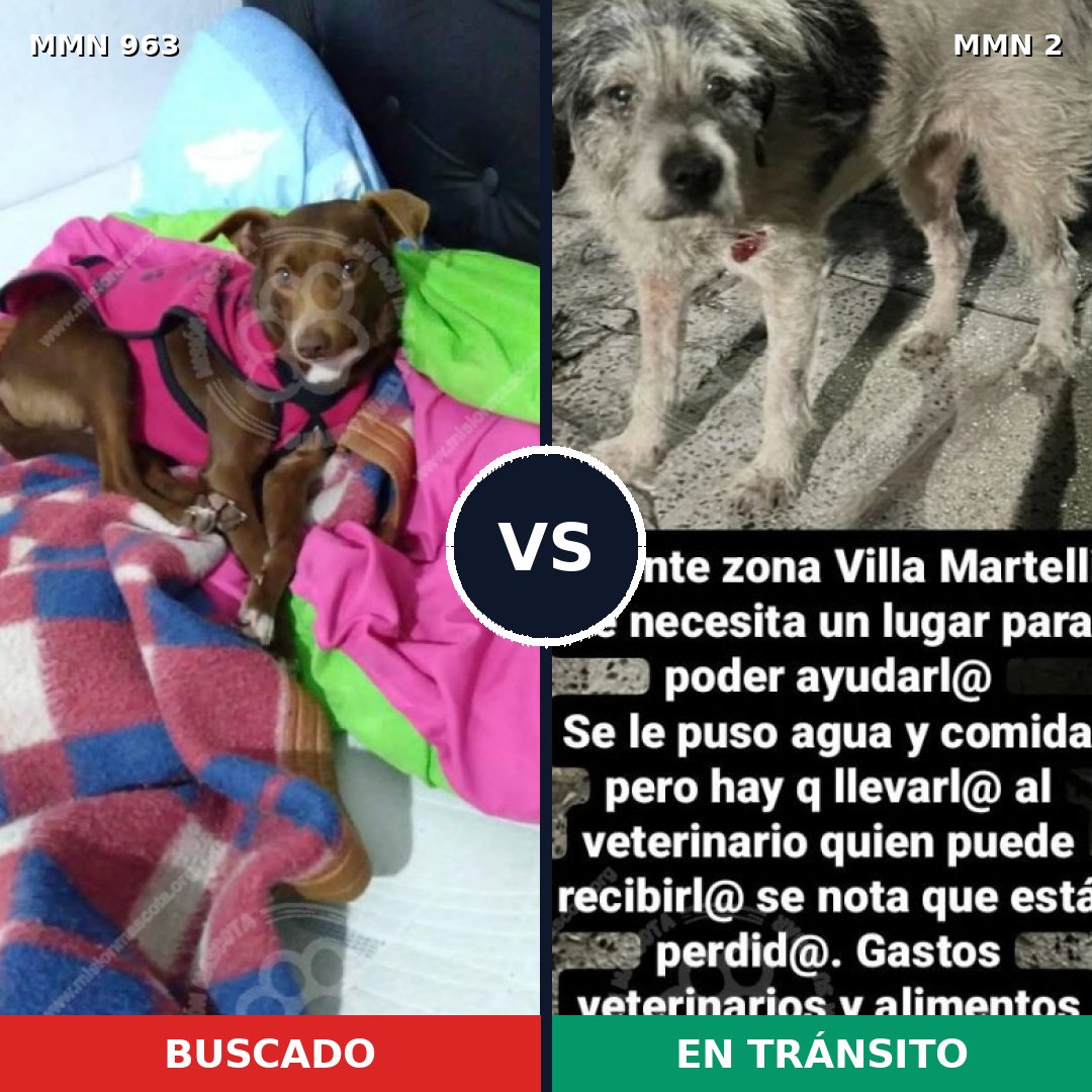 Comparativa MMS 15075: mascota perdida y mascota encontrada, 65% de similitud