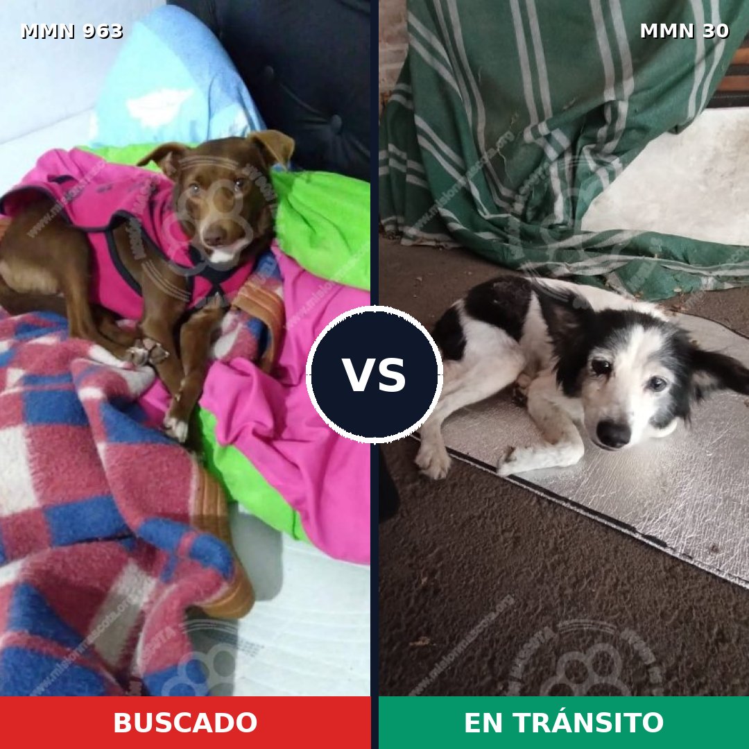 Comparativa MMS 15077: mascota perdida y mascota encontrada, 62% de similitud
