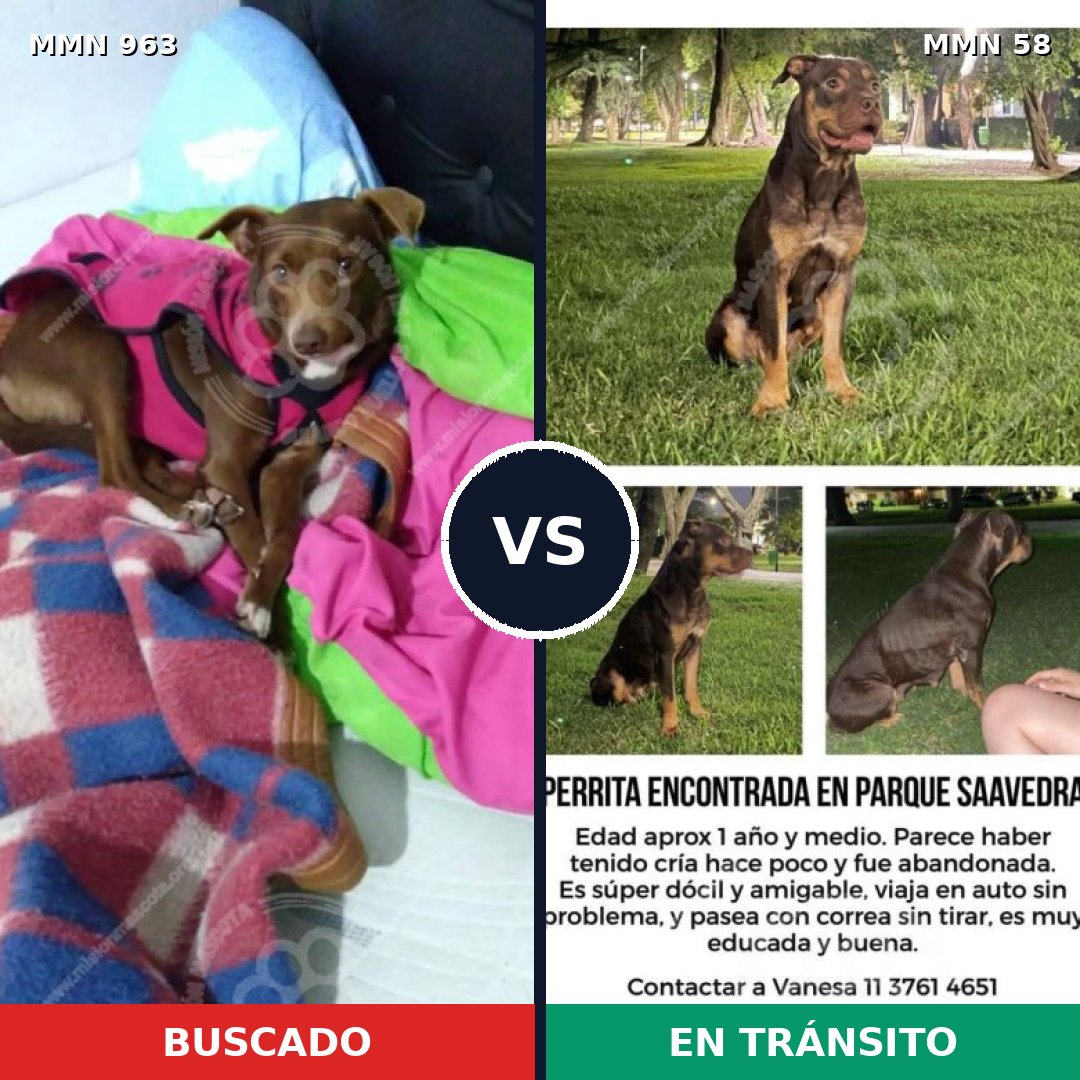 Comparativa MMS 15078: mascota perdida y mascota encontrada, 65% de similitud