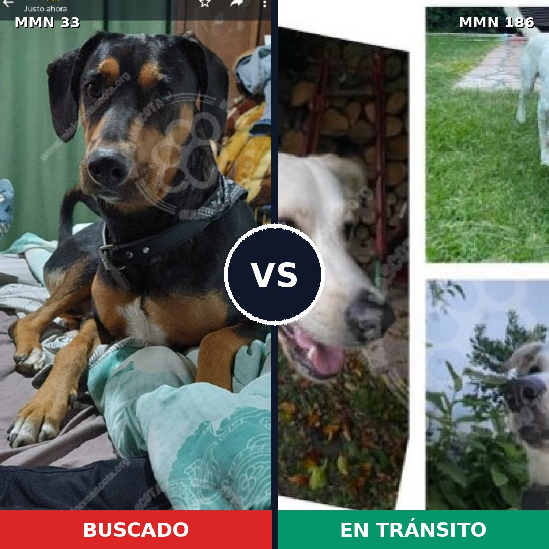 Comparativa MMS 1508: mascota perdida y mascota encontrada, 52% de similitud