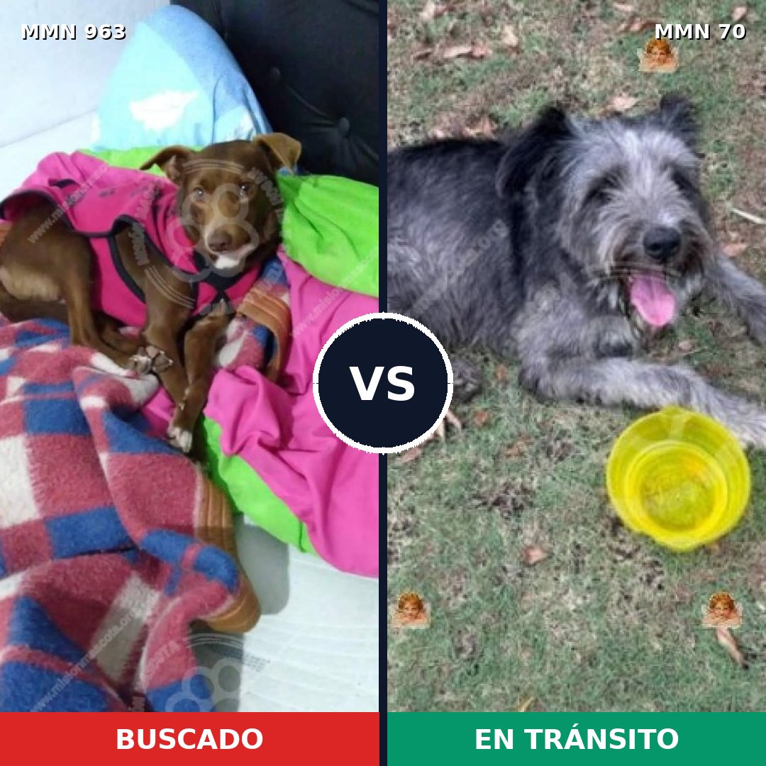 Comparativa MMS 15081: mascota perdida y mascota encontrada, 63% de similitud