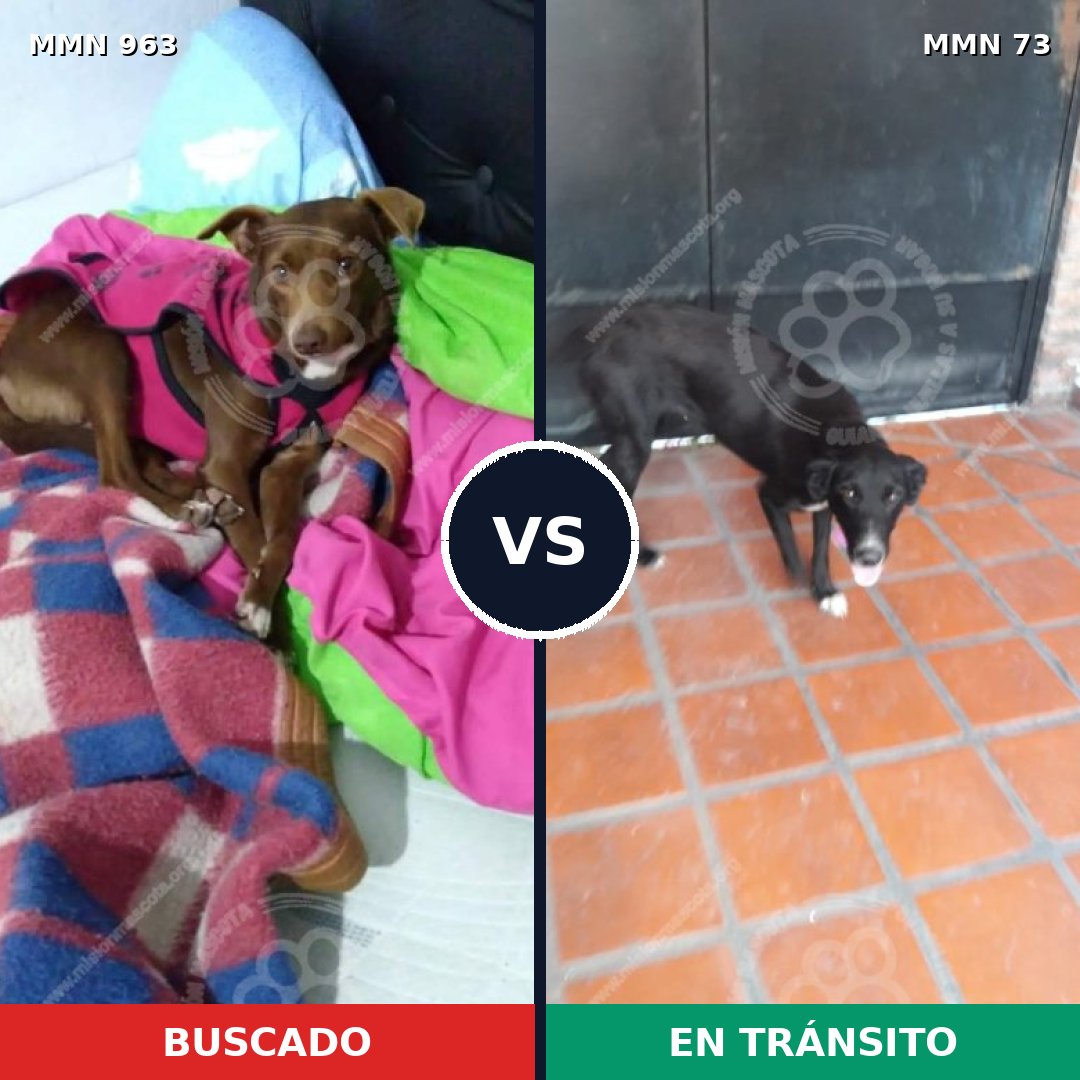 Comparativa MMS 15082: mascota perdida y mascota encontrada, 61% de similitud