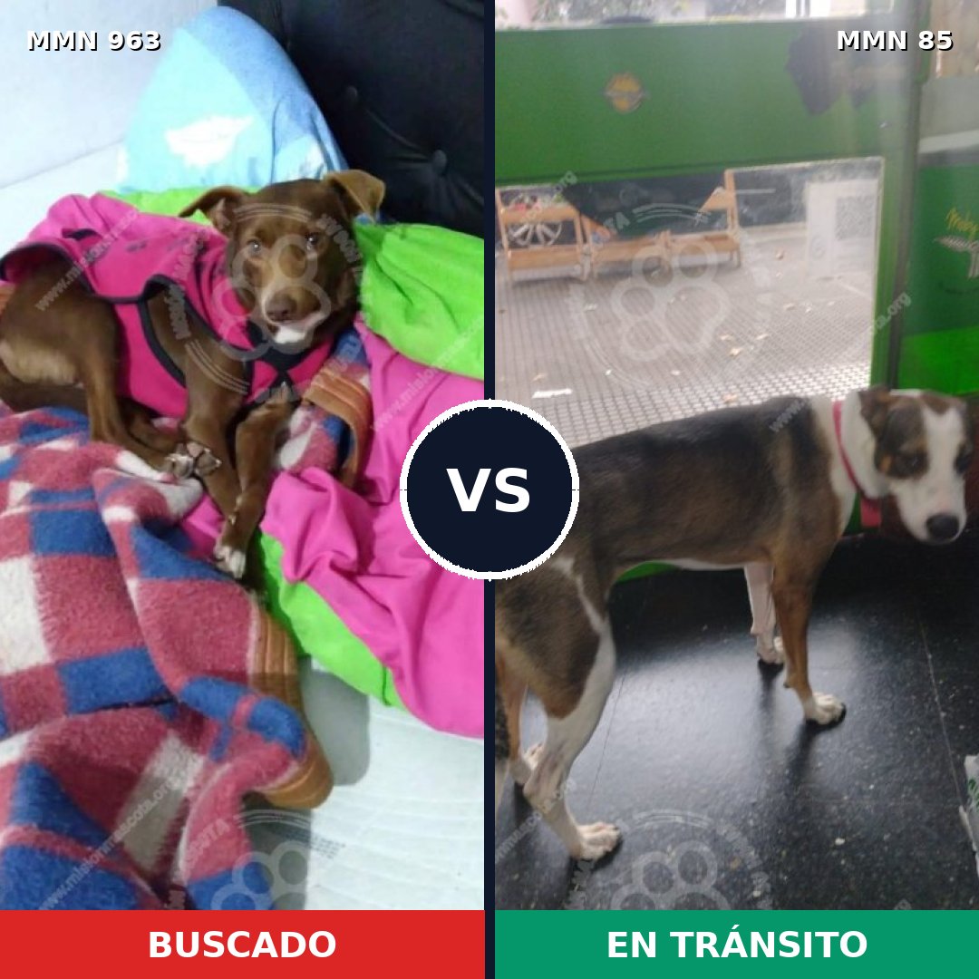 Comparativa MMS 15083: mascota perdida y mascota encontrada, 54% de similitud