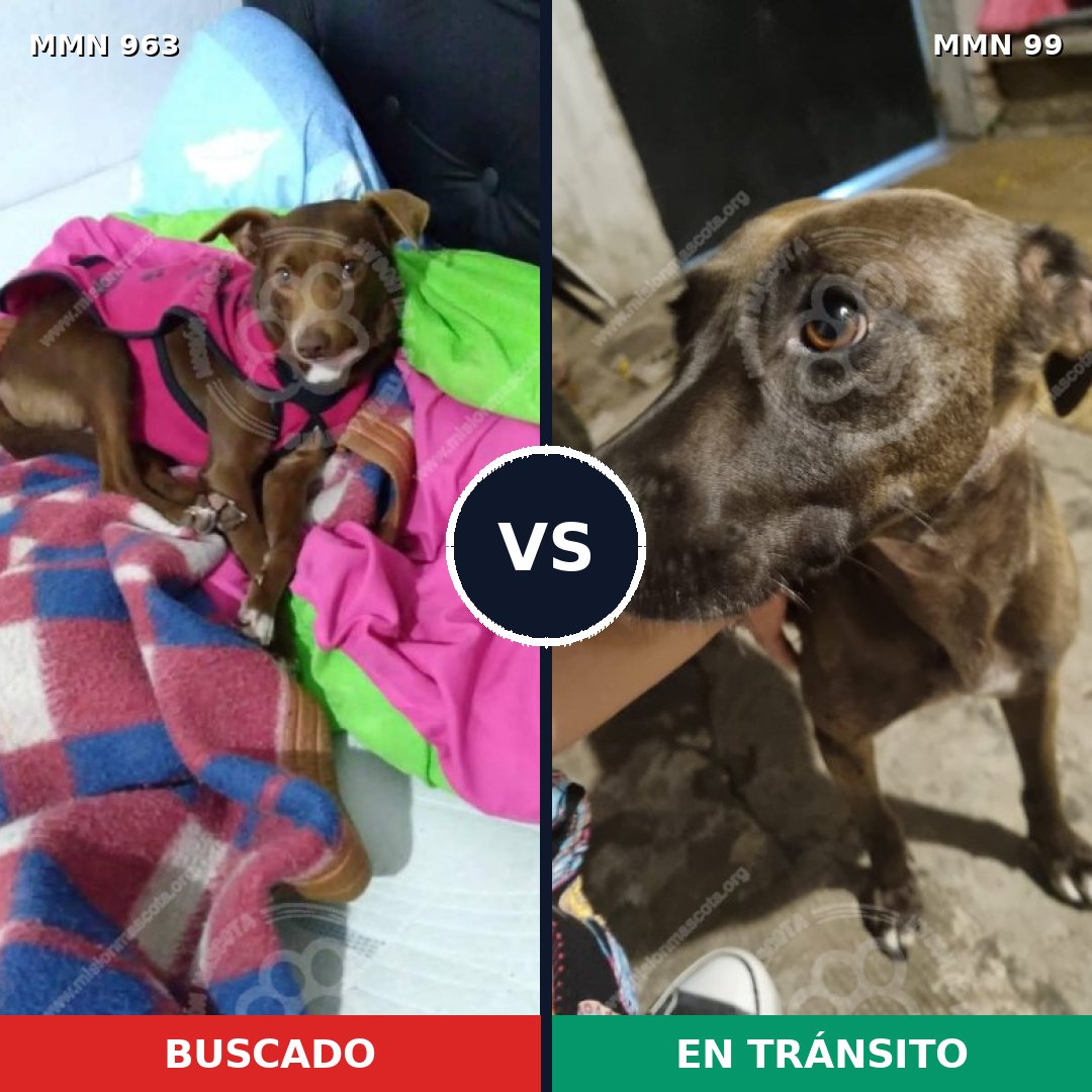 Comparativa MMS 15084: mascota perdida y mascota encontrada, 62% de similitud