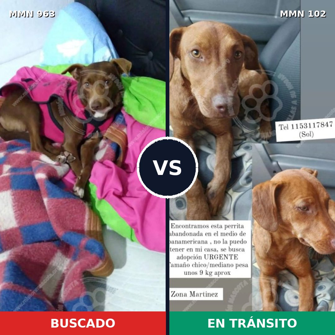 Comparativa MMS 15085: mascota perdida y mascota encontrada, 76% de similitud