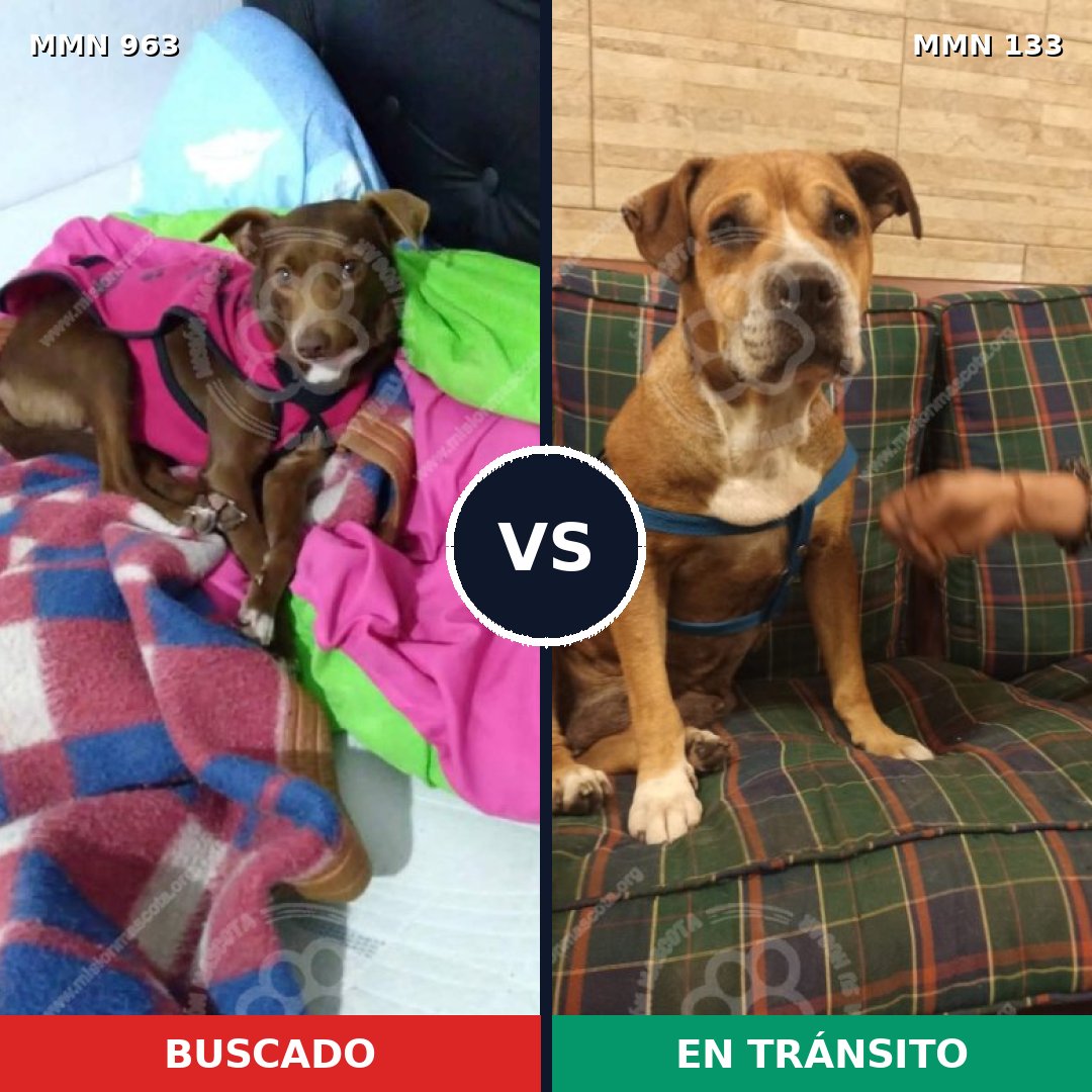 Comparativa MMS 15087: mascota perdida y mascota encontrada, 69% de similitud