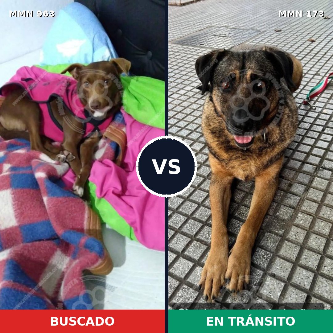 Comparativa MMS 15089: mascota perdida y mascota encontrada, 59% de similitud