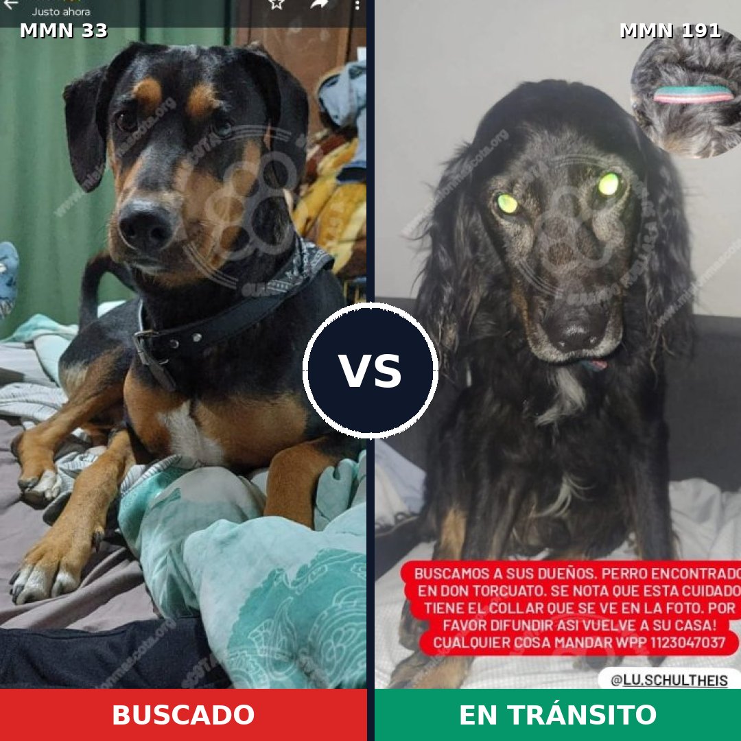 Comparativa MMS 1509: mascota perdida y mascota encontrada, 76% de similitud