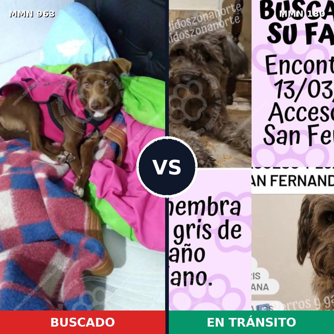 Comparativa MMS 15091: mascota perdida y mascota encontrada, 59% de similitud