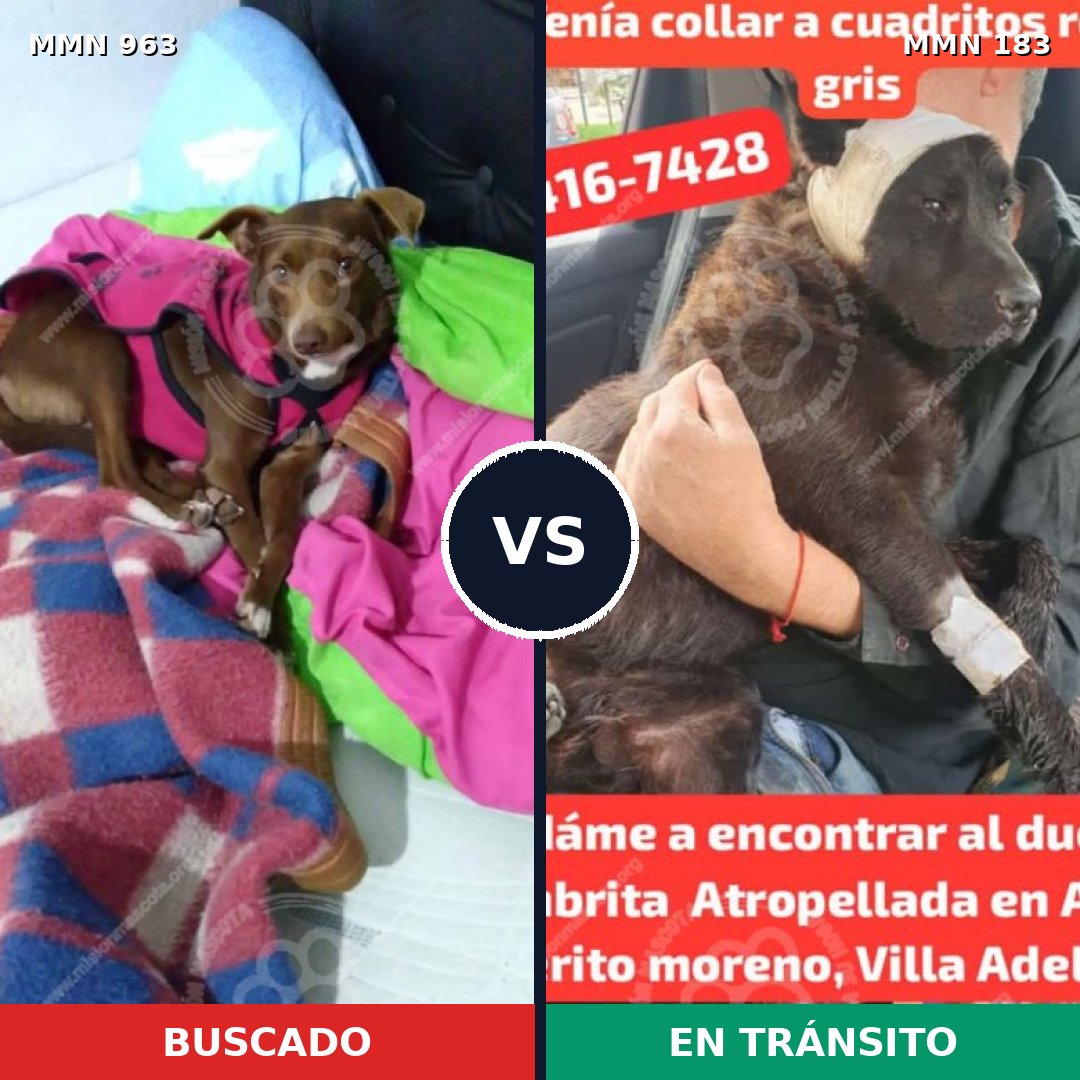 Comparativa MMS 15093: mascota perdida y mascota encontrada, 49% de similitud