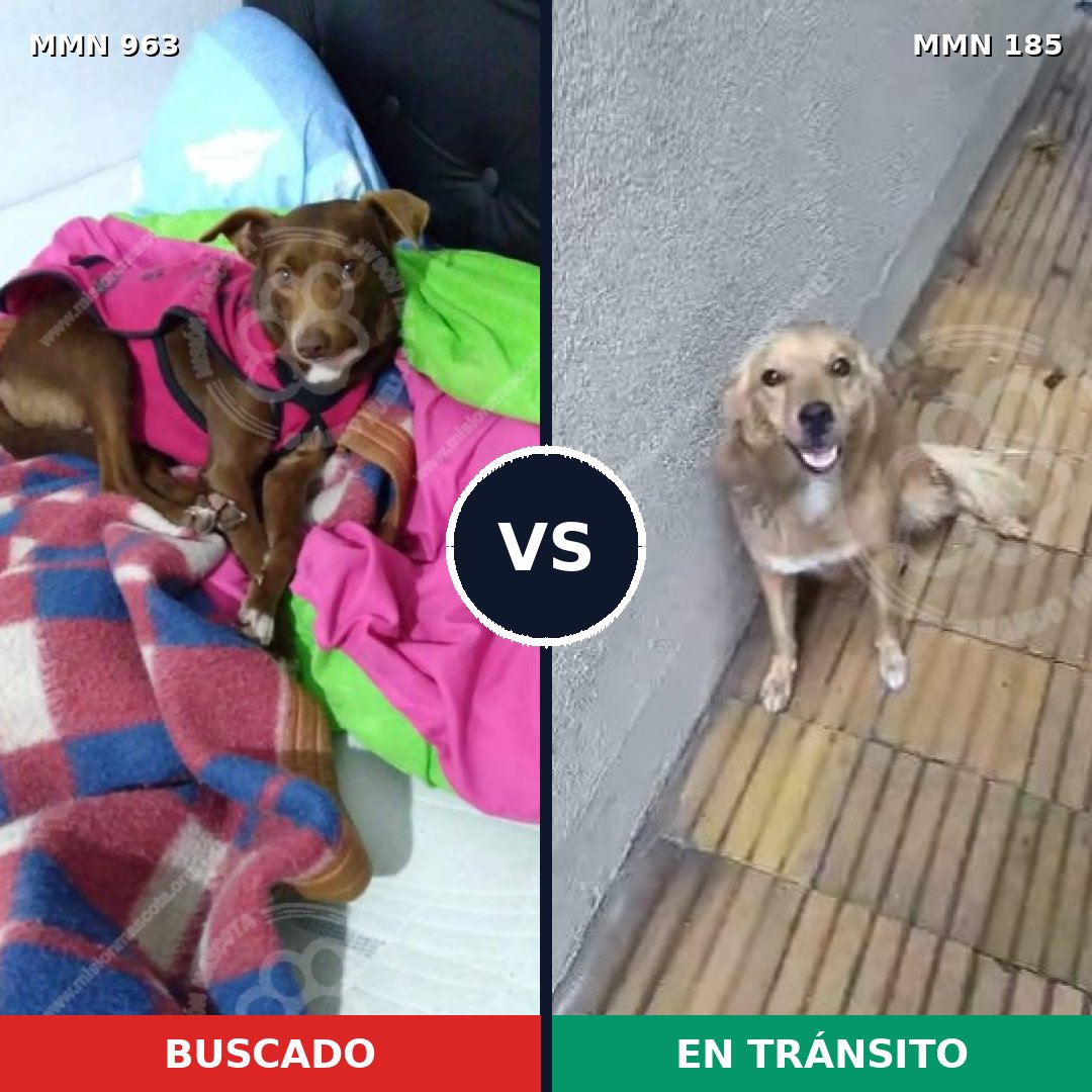 Comparativa MMS 15094: mascota perdida y mascota encontrada, 63% de similitud