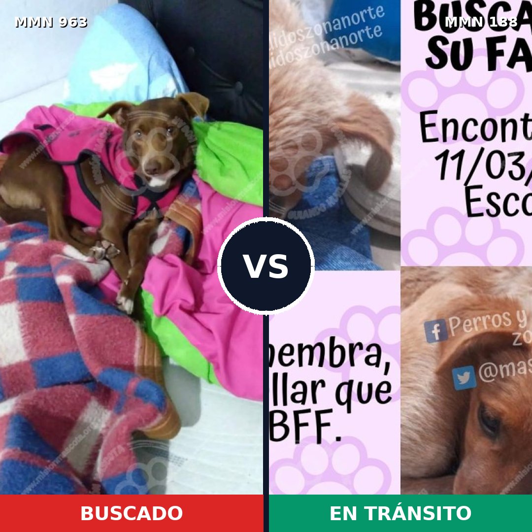 Comparativa MMS 15095: mascota perdida y mascota encontrada, 50% de similitud