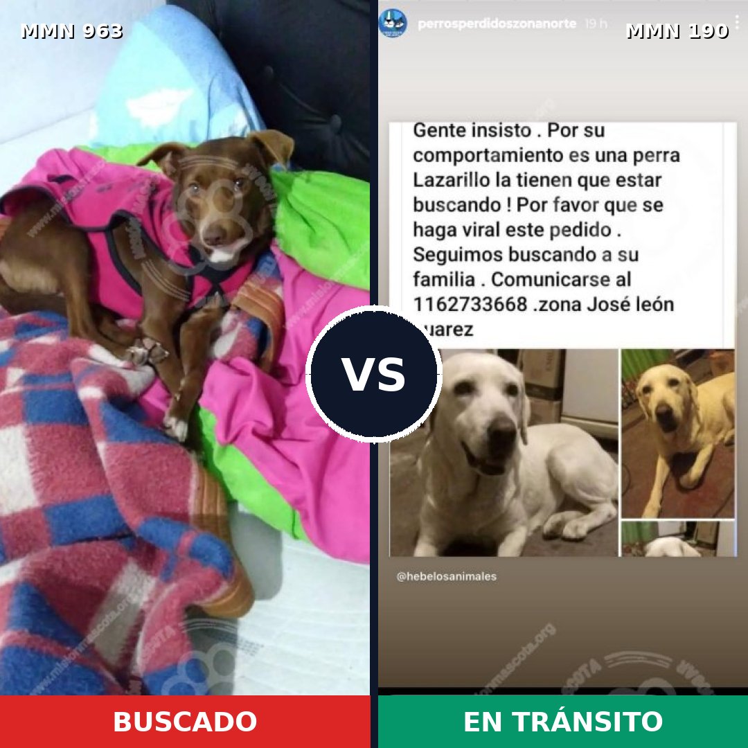 Comparativa MMS 15096: mascota perdida y mascota encontrada, 33% de similitud
