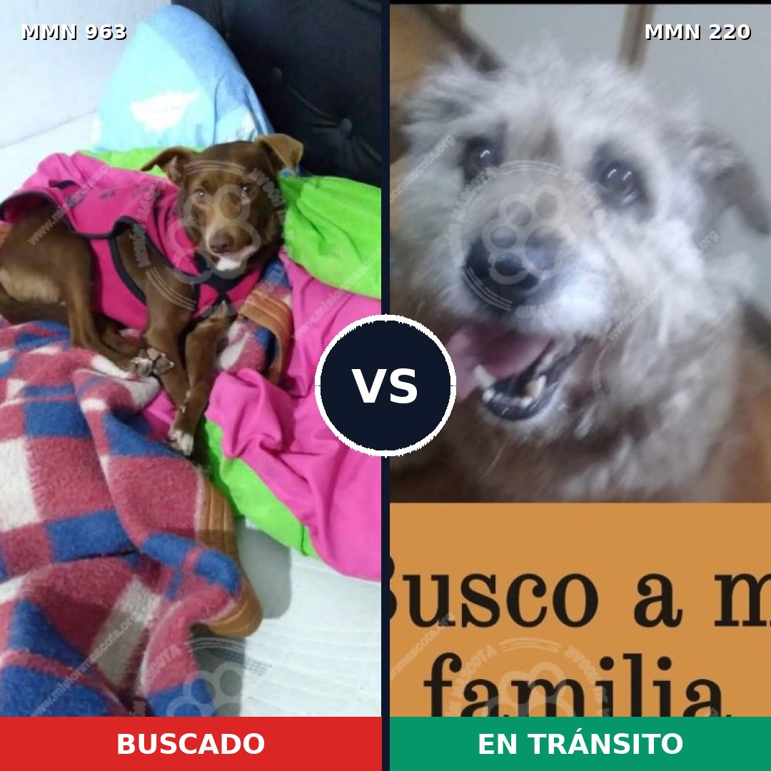 Comparativa MMS 15099: mascota perdida y mascota encontrada, 59% de similitud