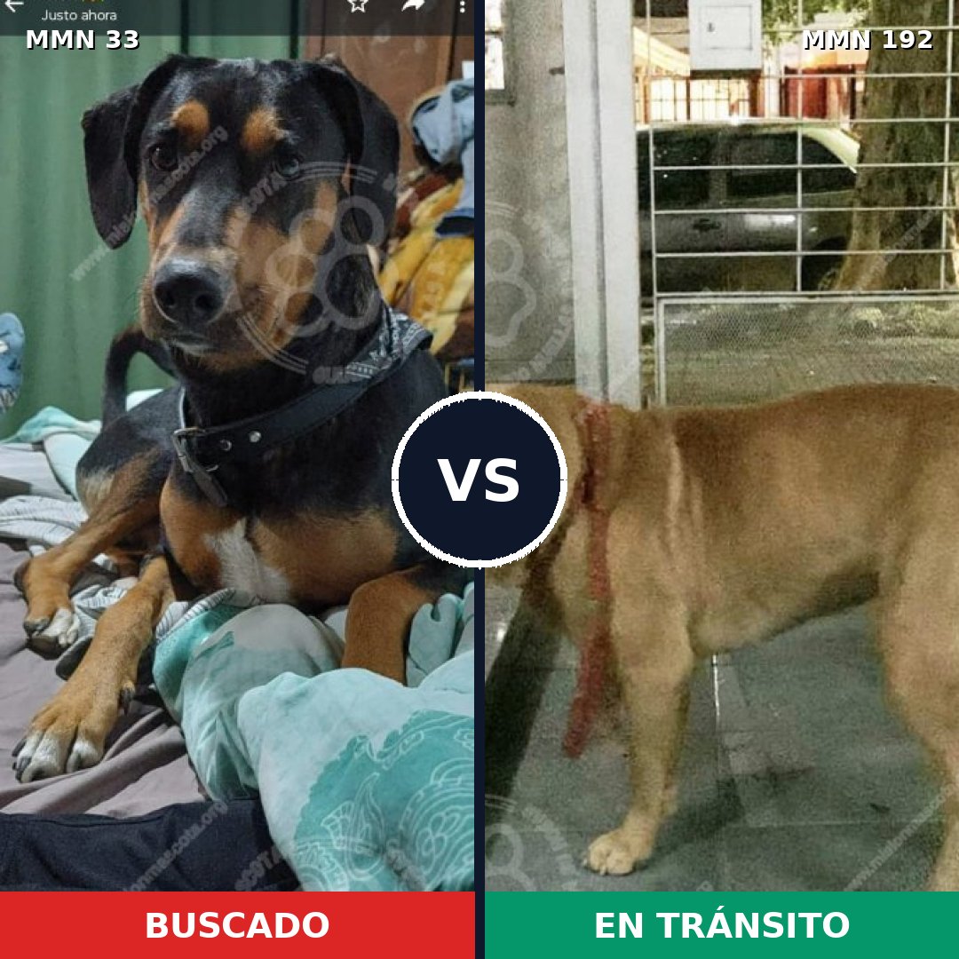 Comparativa MMS 1510: mascota perdida y mascota encontrada, 78% de similitud