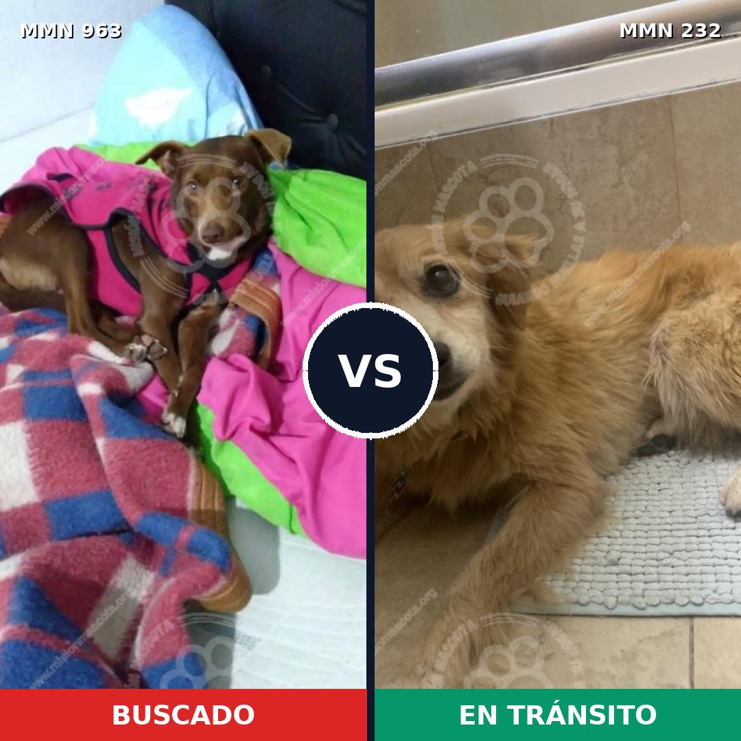 Comparativa MMS 15101: mascota perdida y mascota encontrada, 57% de similitud