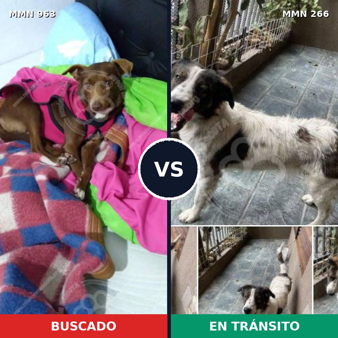 Comparativa MMS 15103: mascota perdida y mascota encontrada, 62% de similitud