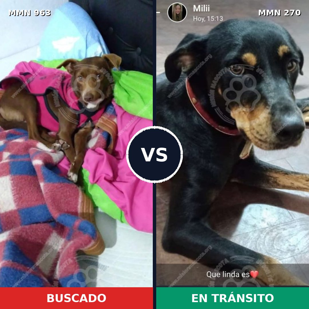 Comparativa MMS 15104: mascota perdida y mascota encontrada, 61% de similitud